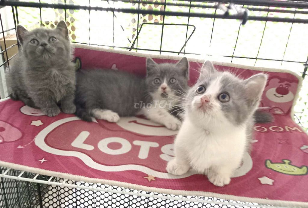 Mèo Anh lông ngắn lùn 2 tháng Xám trắng. Mua bán Mèo tại Thành phố Vĩnh Long Vĩnh Long được đăng bởi Minh Luan Huynh hình 1