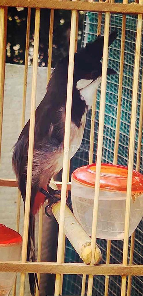 mào lân tê. Mua bán Chim tại Huyện Quảng Điền Thừa Thiên Huế được đăng bởi Nguyên  hình 1