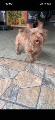 Chó Poodle lai màu Nâu