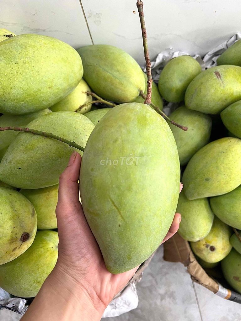 Xoài cát Hòa Lộc Cao Lãnh. Mua bán Đồ ăn, thực phẩm và các loại khác tại Quận 4 Tp Hồ Chí Minh được đăng bởi Thoa Truong hình 1