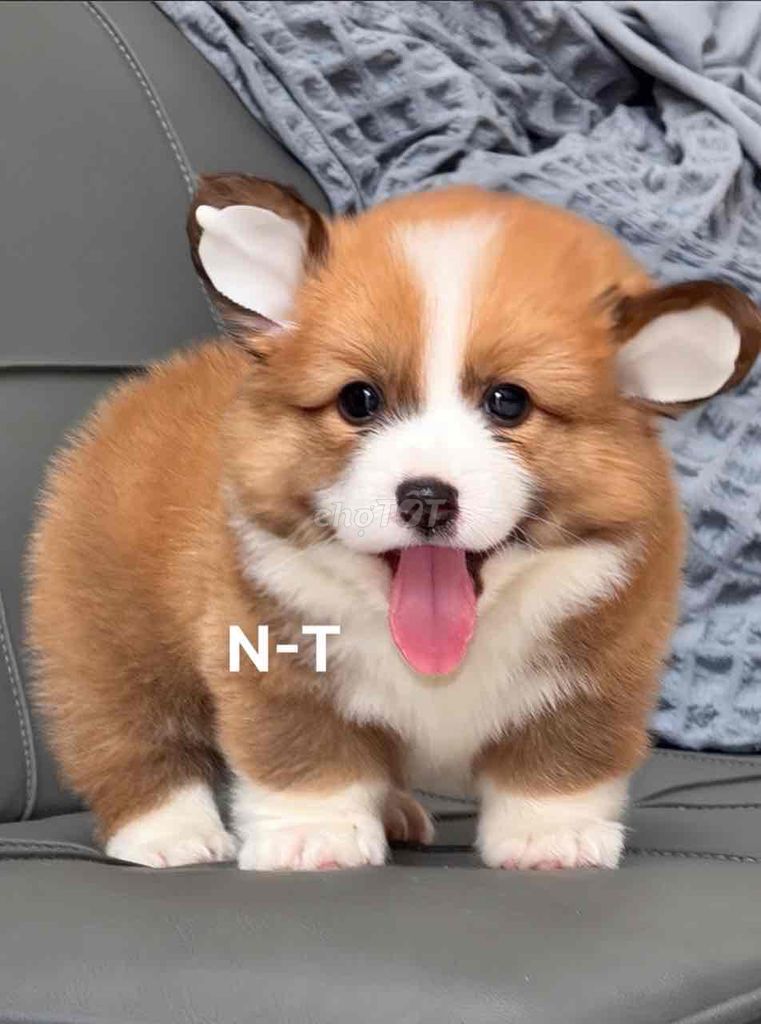 Chó Corgi lông dài đã tiêm vaccine. Mua bán Chó tại Quận Bình Tân Tp Hồ Chí Minh được đăng bởi Trang  hình 1