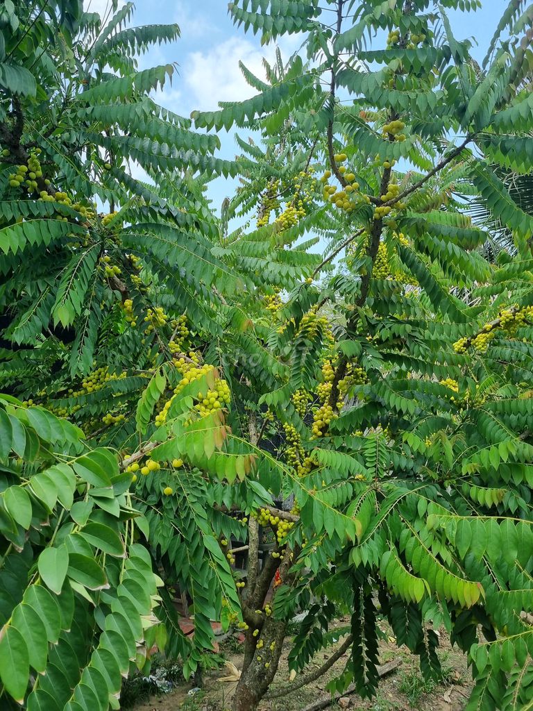 Chùm ruột 3 cây. Mua bán Đồ ăn, thực phẩm và các loại khác tại Huyện Trảng Bàng Tây Ninh được đăng bởi Minh hình 1