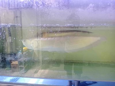 cá rồng sz 72cm