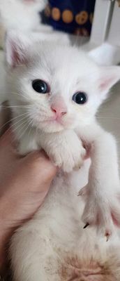 Mèo aln đực full trắng, mặt xinh