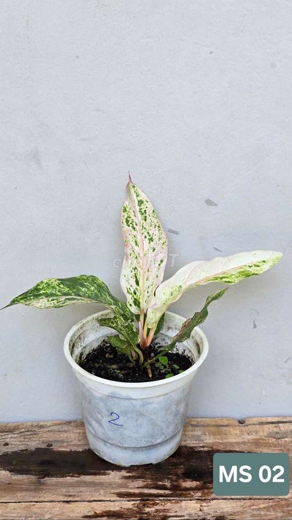 Anthurium Hookeri Var. Mua bán Cây cảnh, đồ trang trí tại Huyện Lấp Vò Đồng Tháp được đăng bởi Cây Cảnh Mộc Uyển Thanh  hình 2