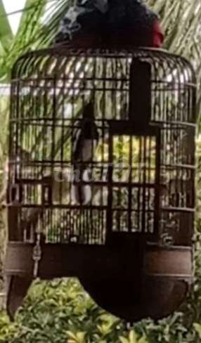 Chim Than hót xòe Ba mùa. Mua bán Chim tại Huyện Bình Chánh Tp Hồ Chí Minh được đăng bởi Hoa Mi  hình 1