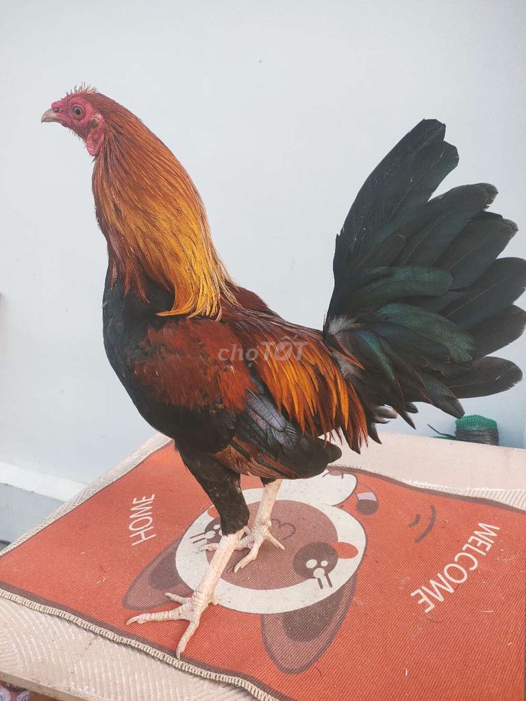 gà điều lai mỹ 1,450kg. Mua bán Gà tại Huyện Châu Thành Tiền Giang được đăng bởi Trại Gà Tre hình 1