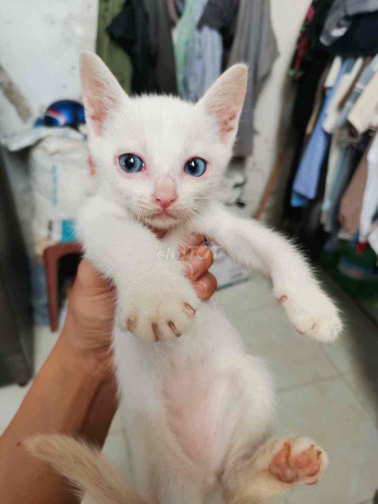 Mèo cảnh Trắng 3 tháng. Mua bán Mèo tại Quận Bình Thuỷ Cần Thơ được đăng bởi phong hình 1