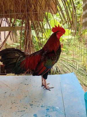 Gà điều 2k6. Mua bán Gà tại Thành phố Cao Lãnh Đồng Tháp được đăng bởi nhân nguyễn