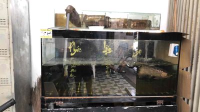 Hồ Cá 125x70cm kính 8 Li +cá rồng 4xcm full đồ. Mua bán Thú cưng khác tại Quận Ô Môn Cần Thơ được đăng bởi Tranhuutri