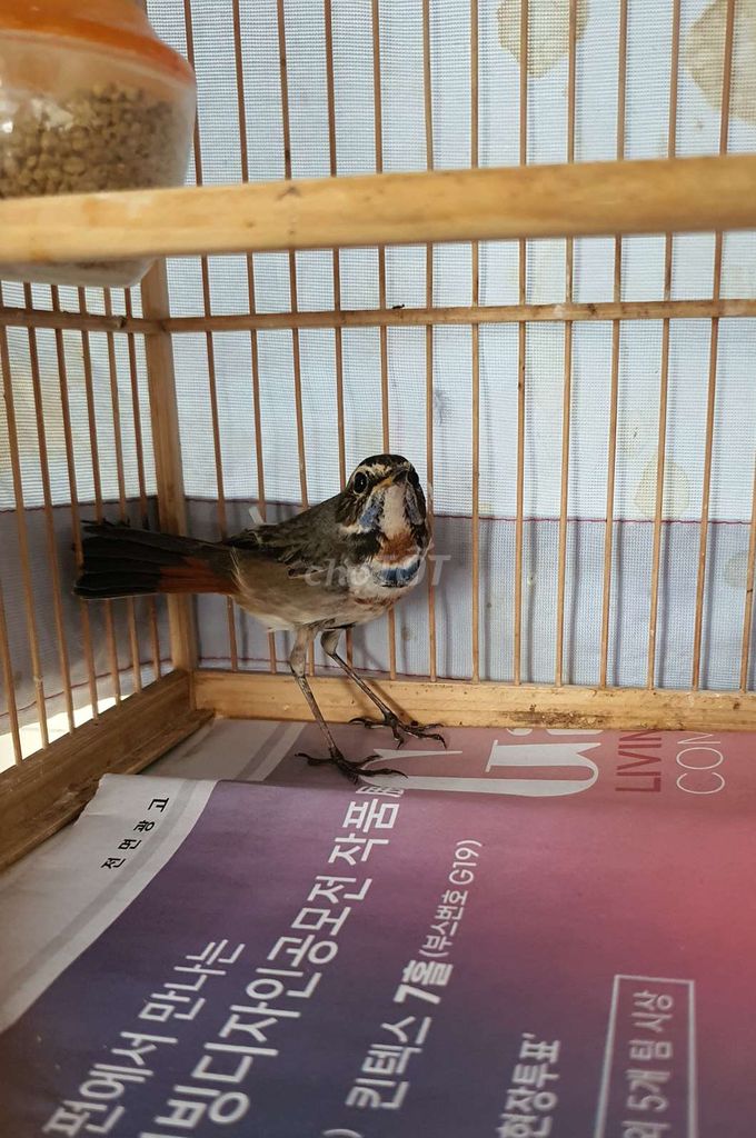 Chim Oanh cổ xanh to đẹp. Mua bán Chim tại Quận Bình Thạnh Tp Hồ Chí Minh được đăng bởi Chym cảnh Bình Thạnh  hình 1