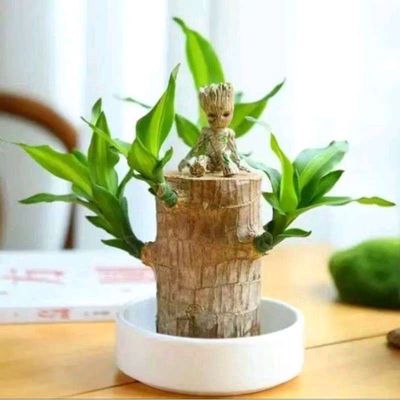 Tiểu cảnh thiết mọc lan để bàn. Mua bán Cây cảnh, đồ trang trí tại Huyện Di Linh Lâm Đồng được đăng bởi K Dản