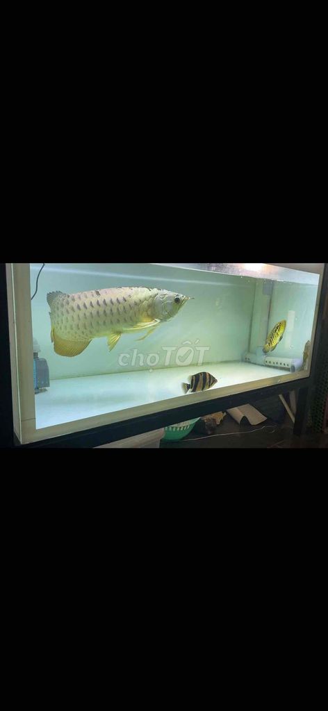 Cá Rồng Full Hamlet Vàng 5x Khỏe mạnh. Mua bán Thú cưng khác tại Quận Bình Thạnh Tp Hồ Chí Minh được đăng bởi tran trung hình 1