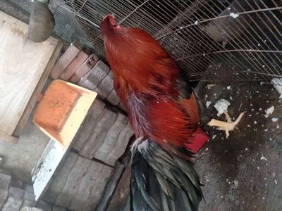 Nòi lai cựa chùm cãng mái 3kg1 yếu. Mua bán Gà tại Quận 8 Tp Hồ Chí Minh được đăng bởi đại 