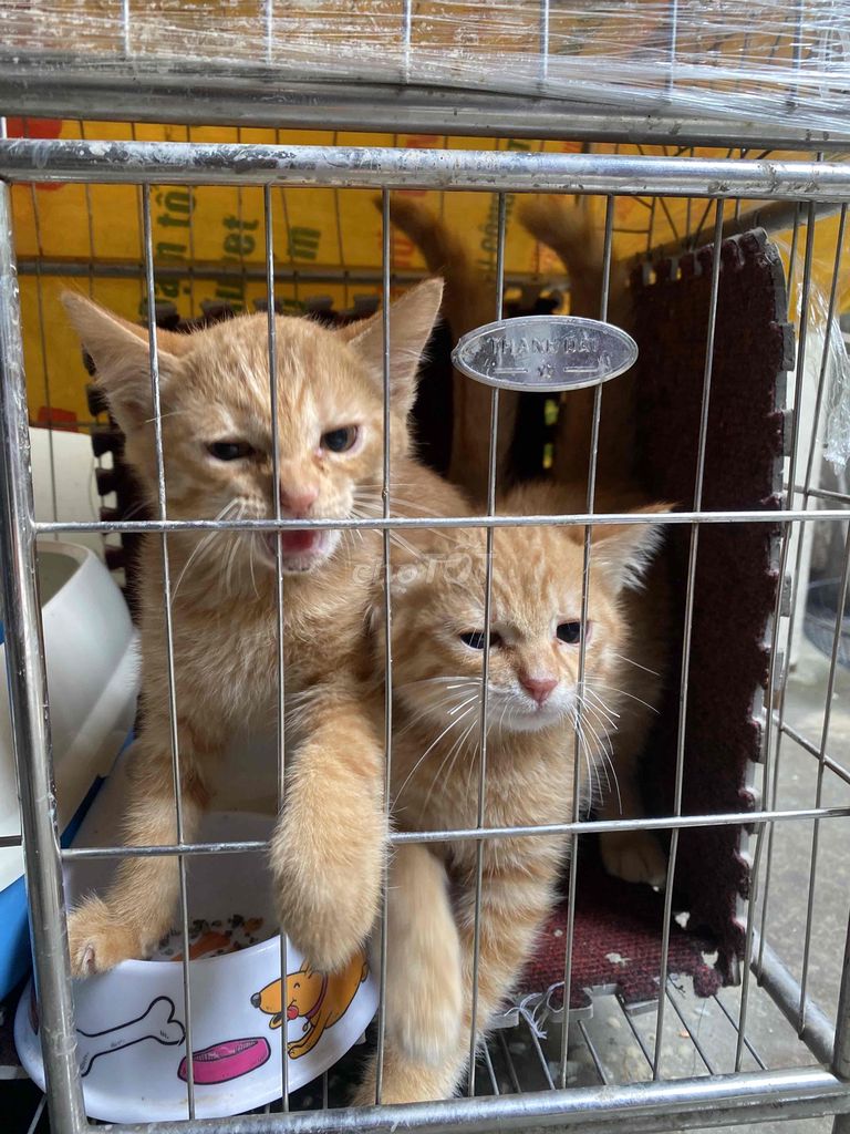 Mèo ta vàng đã tiêm phòng. Mua bán Mèo tại Quận Long Biên Hà Nội được đăng bởi Phạm thị hường hình 1