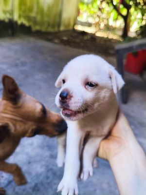 mấy pé cỏ tìm chủ mới giá rẻ cho nhanh mn ạ