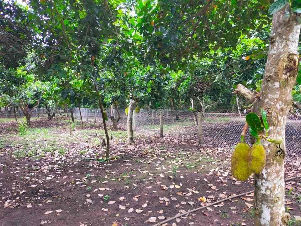 Đất vườn mít và bưởi ở Minh Hưng, Chơn Thành giá ngộp sổ Hồng riêng