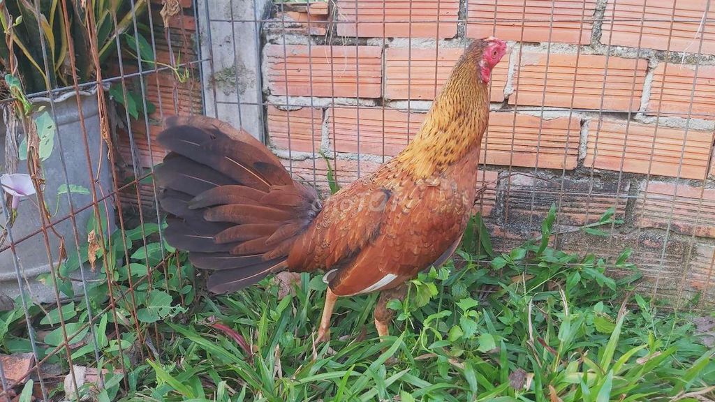 Gà Nâu vàng Đực. Mua bán Gà tại Huyện Trảng Bàng Tây Ninh được đăng bởi bảo  gà  tre  hình 1