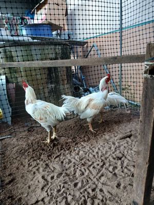 3 e peru lai tơ 3k2. Mua bán Gà tại Huyện Ba Tri Bến Tre được đăng bởi Phi