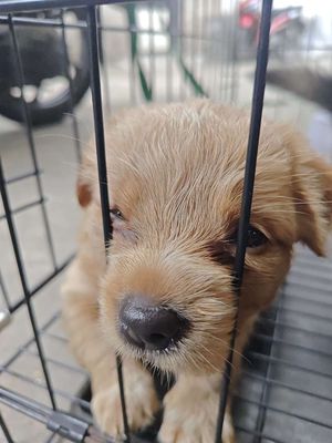 chó nhật lông dài. Mua bán Chó tại Quận 12 Tp Hồ Chí Minh được đăng bởi Nhi Trương