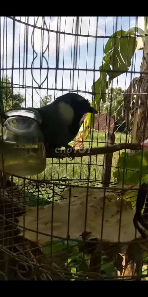 Khướu bạc má trống thuần sờ gãi thả rông lỗi chân