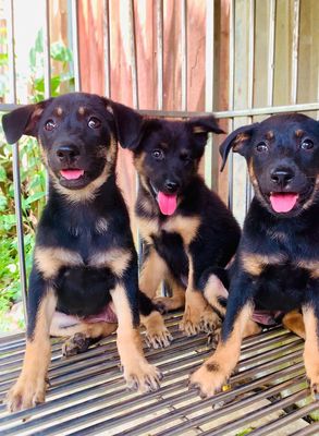 Chó becgie lai Rottweiler rất bự con 