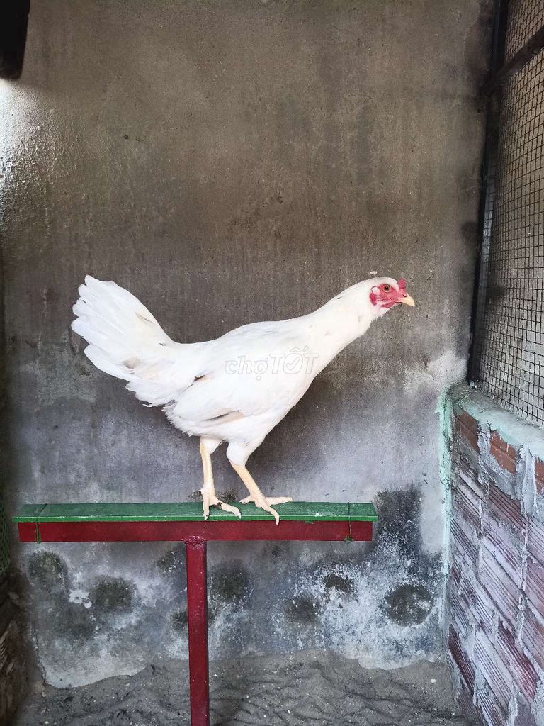 Gà mái Trắng tơ 2.3kg. Mua bán Gà tại Huyện Củ Chi Tp Hồ Chí Minh được đăng bởi Beo hình 1