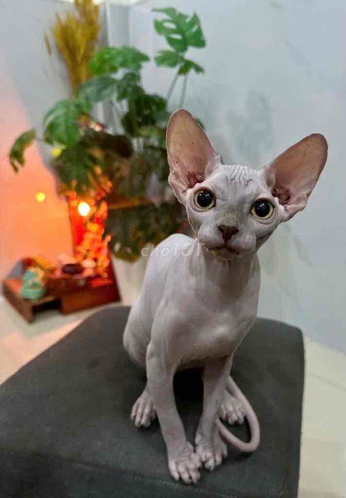 Mèo Sphynx cái xám lilac đã tiêm 2 mũi. Mua bán Mèo tại Quận 12 Tp Hồ Chí Minh được đăng bởi Nguyễn Hoàng Tâm hình 1