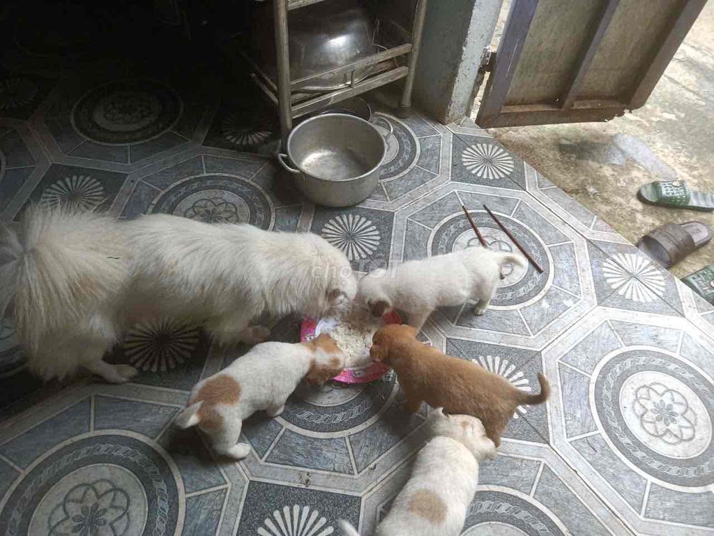 Chó Phốc sóc lai hơn 1 tháng tuổi. Mua bán Chó tại Huyện Đại Lộc Quảng Nam được đăng bởi Lê Tấn Phát hình 1