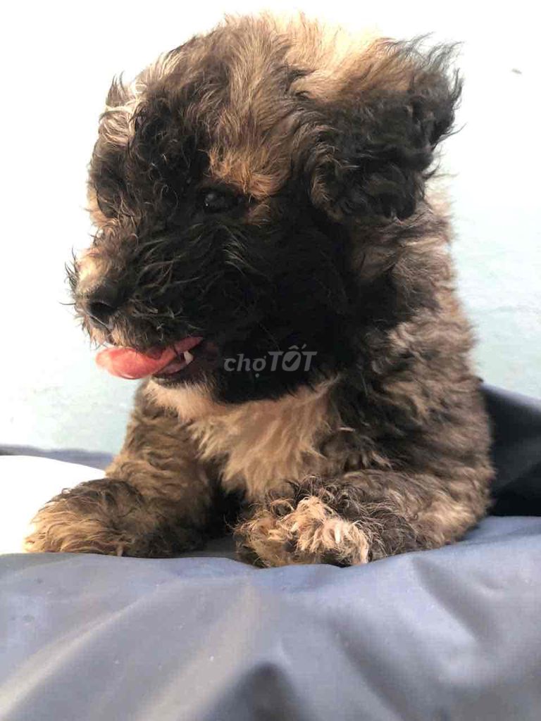 Chó Poodle lai Nhật dưới 2 tháng. Mua bán Chó tại Quận Bình Thạnh Tp Hồ Chí Minh được đăng bởi Tuyết Nhi hình 1