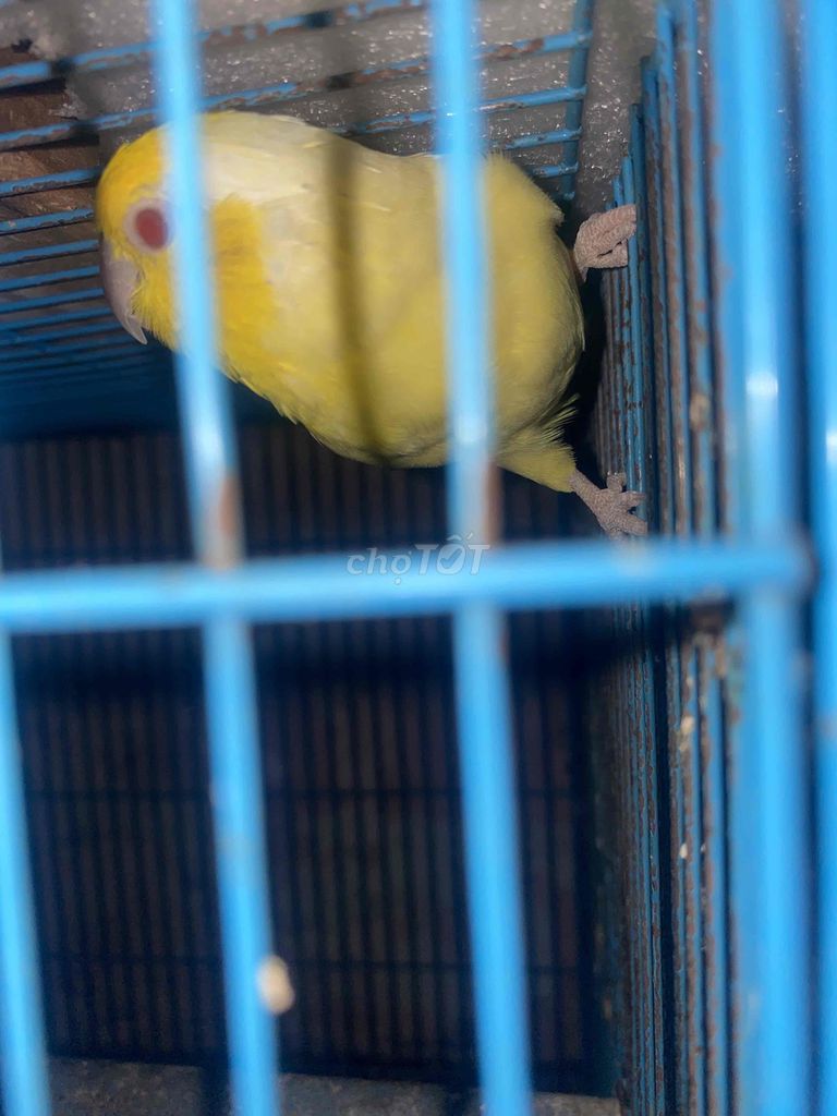 trống parrotlet tuổi ss