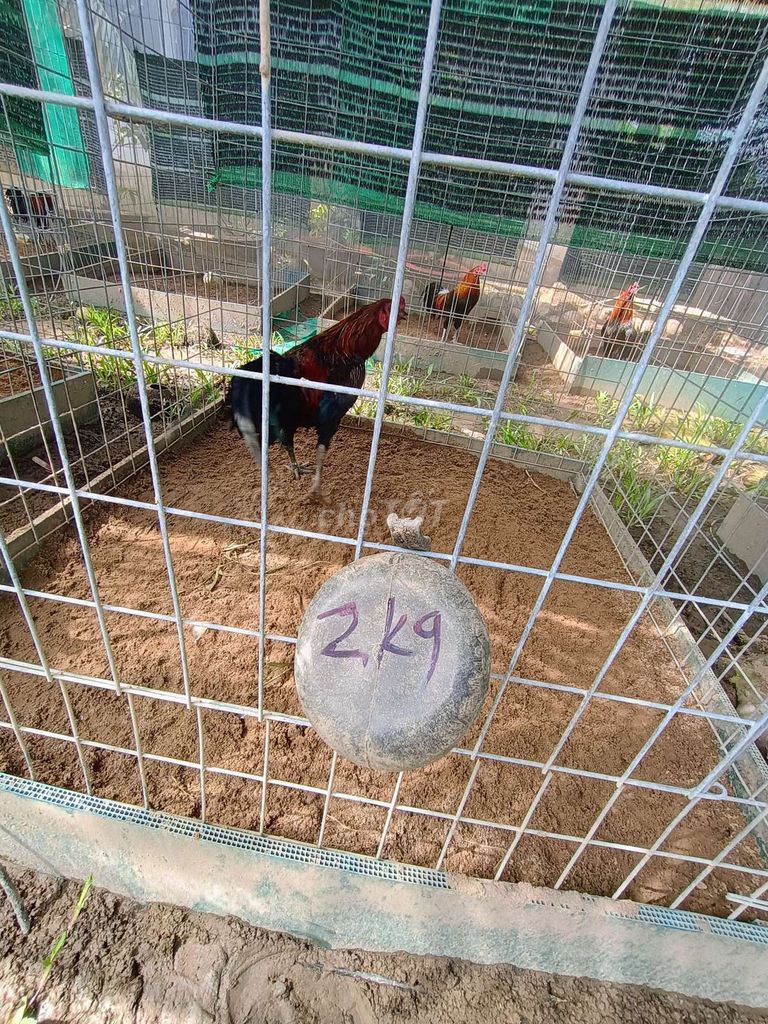 Gà Peru lai Mỹ 2kg Khỏe mạnh. Mua bán Gà tại Huyện Châu Thành Kiên Giang được đăng bởi linh hình 1