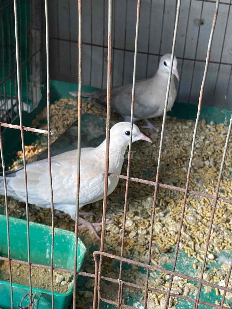 Chim cu pháp Trắng đã tự ăn. Mua bán Chim tại Quận Hoàng Mai Hà Nội được đăng bởi Huy hình 1