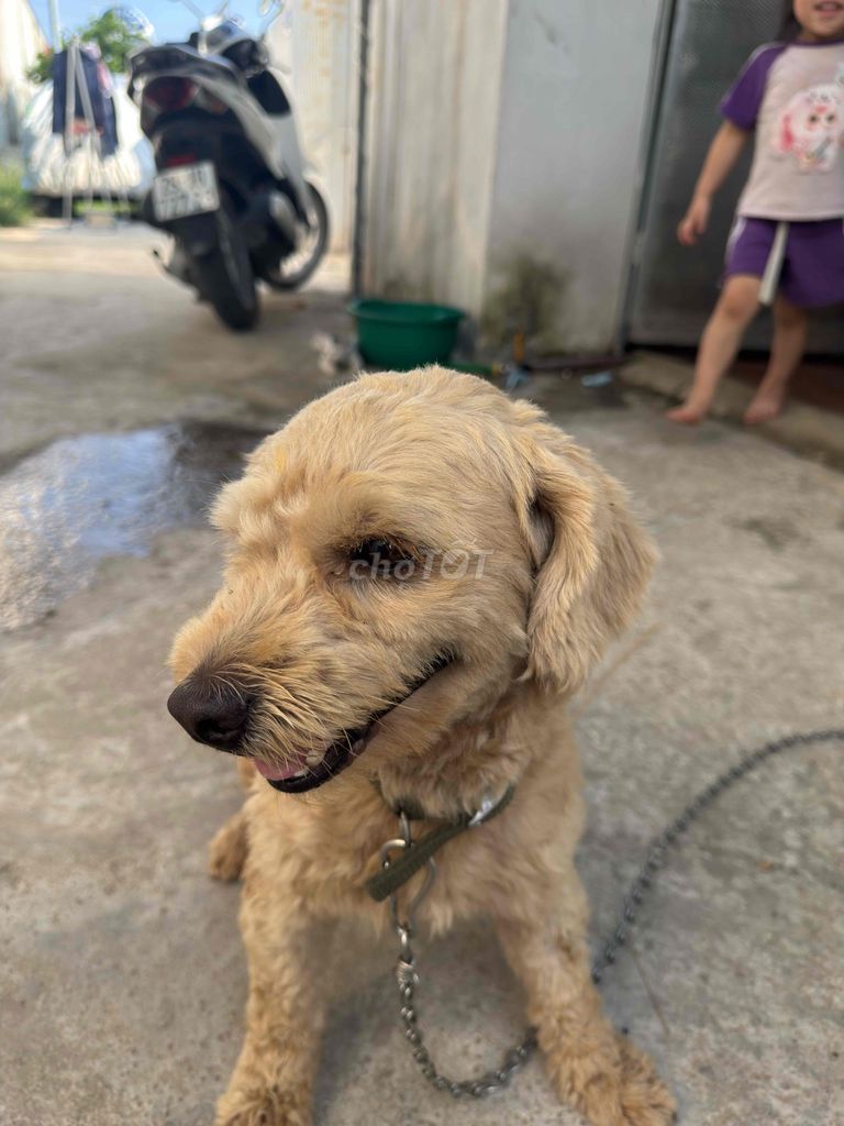 Chó Poodle đã tiêm 3 mũi. Mua bán Chó tại Huyện Thường Tín Hà Nội được đăng bởi Nguyễn Hoàn hình 1