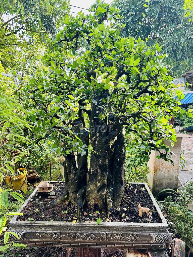 Duối. Mua bán Cây cảnh, đồ trang trí tại Thị xã Phú Mỹ Bà Rịa - Vũng Tàu được đăng bởi Ghiền Bonsai hình 1