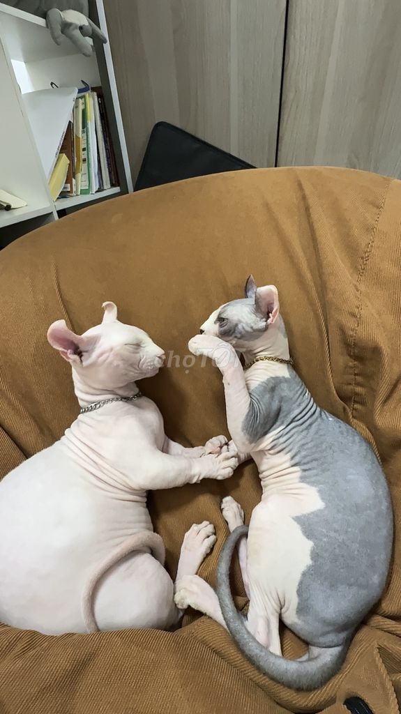 Mèo Sphynx Bicolor Cái 1 tuổi. Mua bán Mèo tại Quận Phú Nhuận Tp Hồ Chí Minh được đăng bởi Phương Thảo hình 1