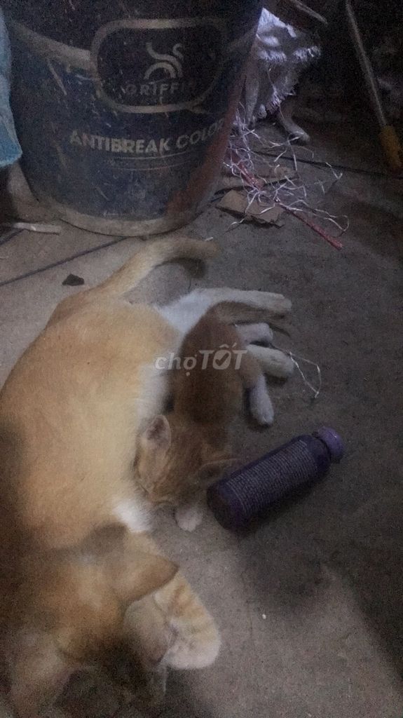 Mèo Vàng Trắng Đen. Mua bán Mèo tại Huyện Chương Mỹ Hà Nội được đăng bởi dao van them hình 1