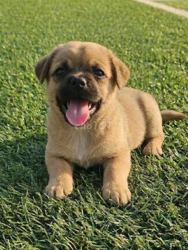 Chó Pug f1 màu nâu siêu đẹp đã tiêm có sổ BH. Mua bán Chó tại Quận 12 Tp Hồ Chí Minh được đăng bởi Thi Thi hình 1