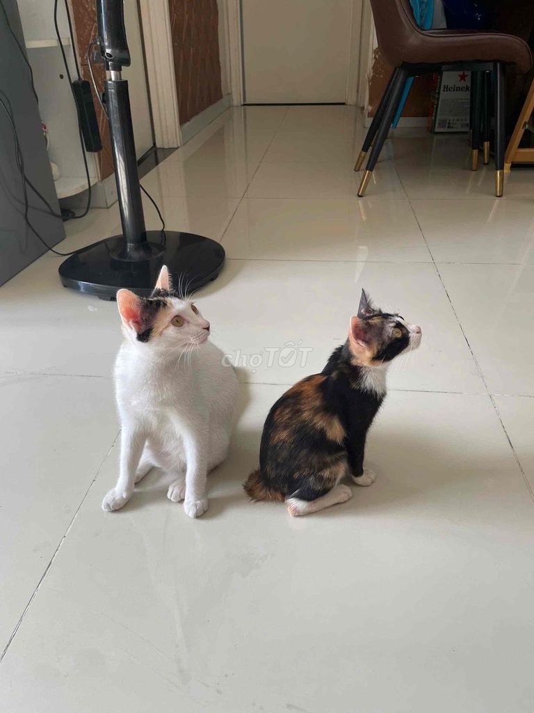 Mèo Cái Trắng Tam thể Đã tiêm phòng. Mua bán Mèo tại Huyện Nhà Bè Tp Hồ Chí Minh được đăng bởi Tài Nguyễn hình 1