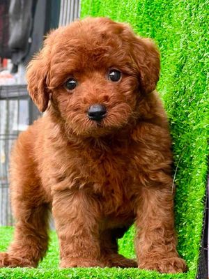 poodlle nâu đỏ  cute ( 2 tháng tuổi ). Mua bán Chó tại Huyện Bình Chánh Tp Hồ Chí Minh được đăng bởi Nguyễn Dung