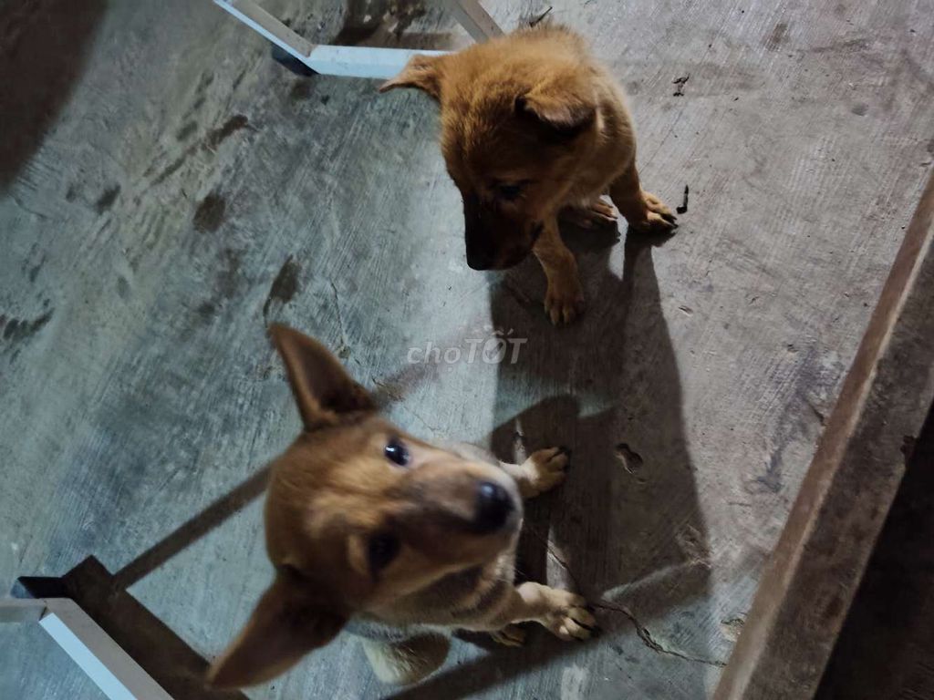 Chó Nâu cái 3 tháng. 200k 1 con. Mua bán Chó tại Huyện Cầu Kè Trà Vinh được đăng bởi anh khoa hình 1