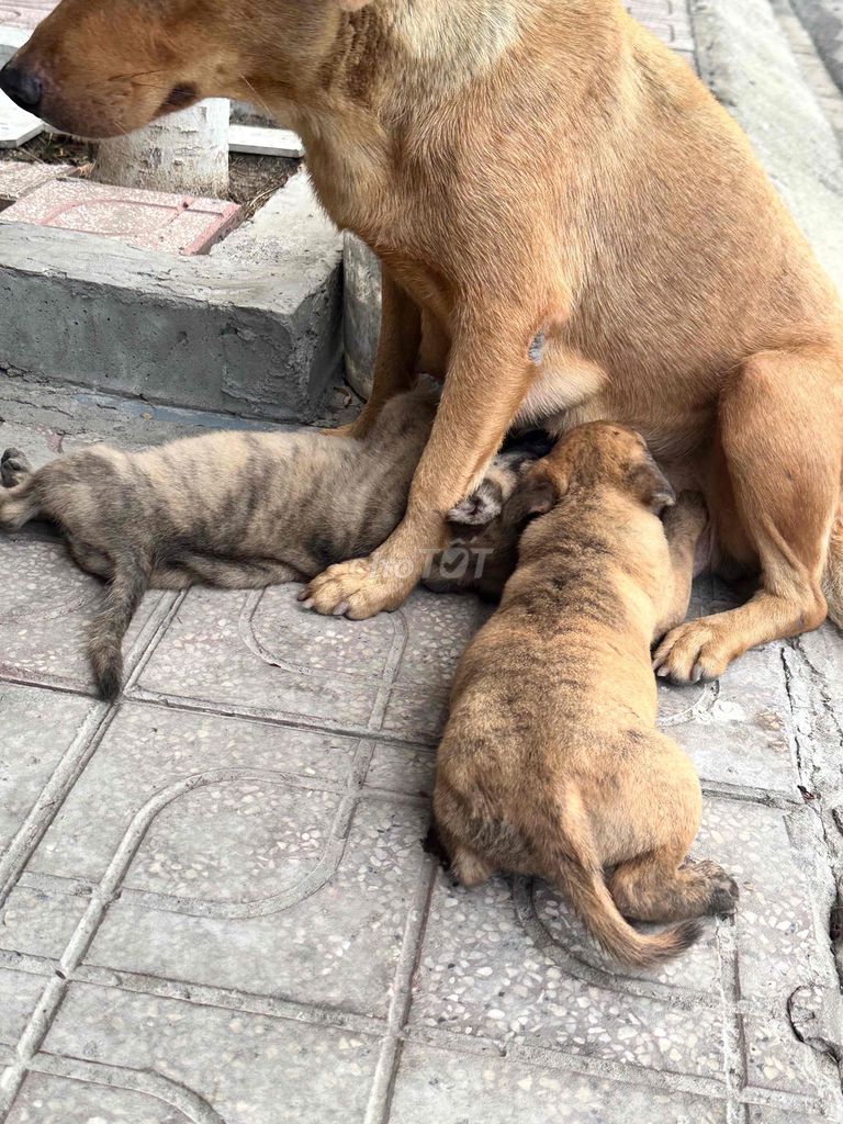 Chó cỏ cả hai 1 tháng. Mua bán Chó tại Thành phố Dĩ An Bình Dương được đăng bởi Thuy Nguyen hình 1