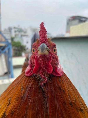 cần 1cap butcher nuôi kiểng. Mua bán Gà tại Quận Tân Phú Tp Hồ Chí Minh được đăng bởi Bảo Tín