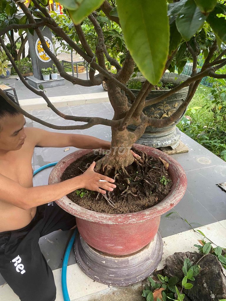hoàng mai huế. Mua bán Cây cảnh, đồ trang trí tại Huyện Duy Xuyên Quảng Nam được đăng bởi  Lê Tuấn  mai đọt xanh quảng nam hình 1