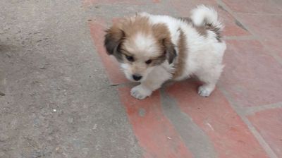 Chó Bắc Hà con Trắng Nâu