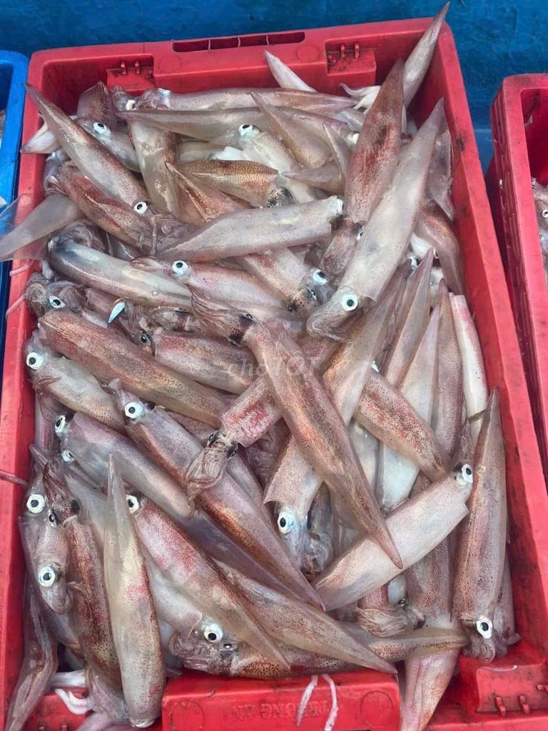 Mực trứng sữa Đảo Phú Quý. Mua bán Đồ ăn, thực phẩm và các loại khác tại Quận Tân Phú Tp Hồ Chí Minh được đăng bởi Chanh Tran hình 1