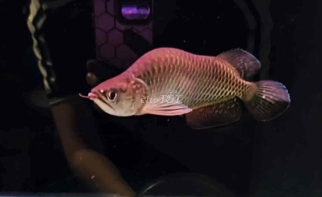 Cá Kim long úc king short size 20cm. Mua bán Thú cưng khác tại Quận Tân Bình Tp Hồ Chí Minh được đăng bởi Duy Fish hình 1