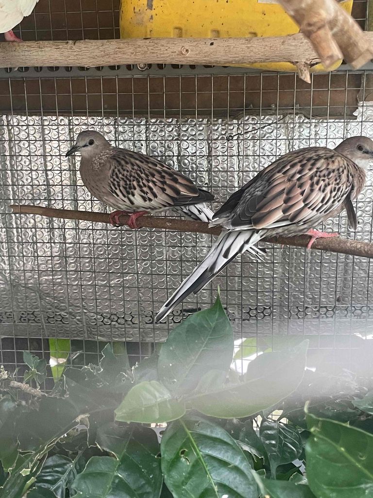 Chim Vân rồng đúng cặp. Mua bán Chim tại Quận Bình Tân Tp Hồ Chí Minh được đăng bởi Phương hình 1