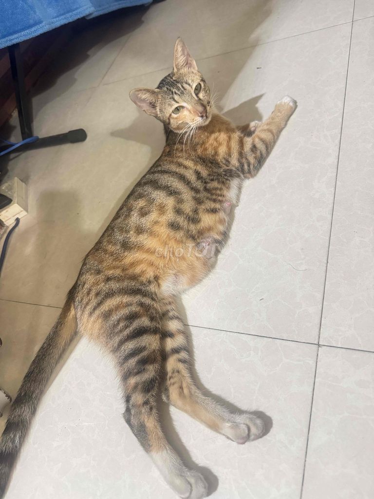 Mèo Đa sắc. Mua bán Mèo tại Thành phố Thủ Đức Tp Hồ Chí Minh được đăng bởi A bá hình 1