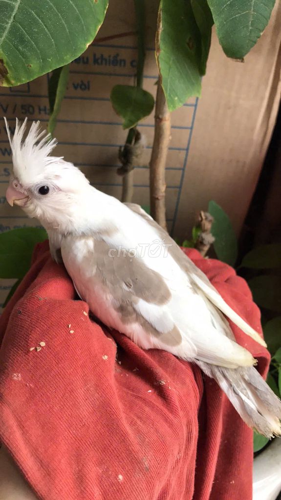 Vẹt mào Cockatiel đẹp